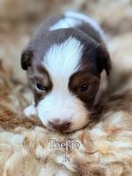 Te koop australian shepherd pups, Dieren en Toebehoren, Honden | Herdershonden en Veedrijvers, Parvo, 8 tot 15 weken, Meerdere