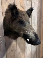 Mooi nieuw opgezet wild zwijn, Verzamelen, Dierenverzamelingen, Ophalen of Verzenden, Nieuw, Wild dier, Opgezet dier
