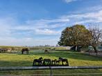 Stalling en Weidegang, Dieren en Toebehoren, Weidegang