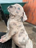 American bully xl pups, Parvo, Overige rassen, 8 tot 15 weken, Meerdere