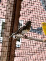 Harlekijn kanaries, kweek koppel, Dieren en Toebehoren, Meerdere dieren, Kleurkanarie