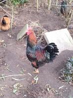 Barnevelder Haan, Dieren en Toebehoren, Pluimvee, Mannelijk, Kip