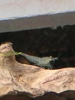 Japonica garnalen, Kreeft, Krab of Garnaal, Zoetwatervis, Schoolvis