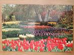 Ansichtkaart Flowers Keukenhof Lisse 2 4589, Verzamelen, Ansichtkaarten | Nederland, Ophalen of Verzenden