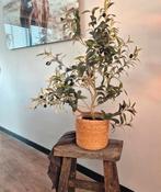 Olijfboom in mand (nep) landelijk stoer en sober, Ophalen of Verzenden
