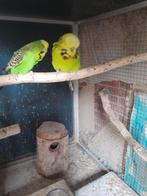 Een  mooi   koppel   engele   parkieten, Dieren en Toebehoren, Meerdere dieren, Parkiet, Geringd