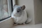 chinchilla jonge bokjes (lees de omschrijving), Augustus, Mannelijk, Chinchilla