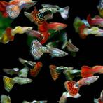 Hobbyaquarium gup snakeskinn/Endler/Platinum, Dieren en Toebehoren, Vissen | Aquariumvissen, Vis, Zoetwatervis, Schoolvis
