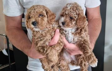 Toypoedel puppys | reutje & teefje beschikbaar voor biedingen