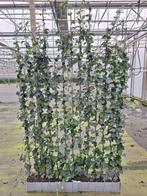 Hedera kant en klaar hagen 120x120/120/180 en 120/200 cm, Tuin en Terras, Ophalen of Verzenden, Overige soorten, 100 tot 250 cm