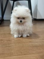 Pomeriaan Bearface, Dieren en Toebehoren, Particulier, 8 tot 15 weken, Buitenland, Teef