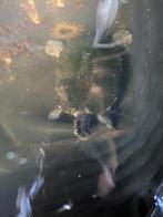 Schildpad, Schildpad, Met terrarium, 11 jaar of ouder