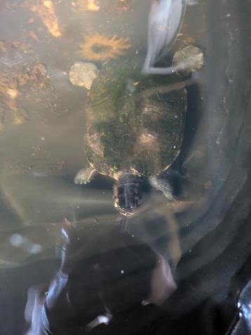 Schildpad beschikbaar voor biedingen