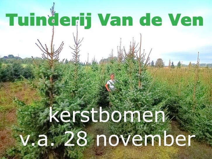 Kerstboom, echte kerstbomen, Picea omorika, zelf geteeld, Diversen, Kerst, Ophalen
