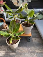 Bananenplant in Pot, Volle zon, Vaste plant, Ophalen of Verzenden, Bloeit niet