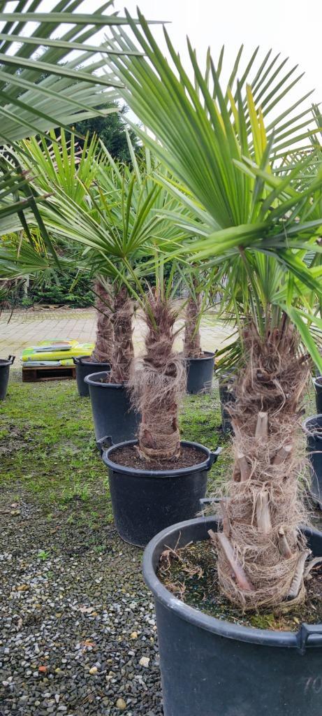 Trachycarpus Fortunei palmboom, Tuin en Terras, Planten | Bomen, Palmboom, Minder dan 100 cm, Volle zon, Zomer, Ophalen