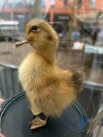 Opgezet kuikemtje onder stolp, Ophalen of Verzenden, X, X, X