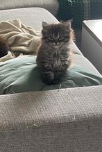 Ragdoll / Maine coon kruising kittens, Dieren en Toebehoren, Katten en Kittens | Raskatten | Korthaar, Meerdere dieren, Ontwormd