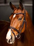 LeMieux Hoofdstel maat cob. Nieuw!, Dieren en Toebehoren, Ophalen of Verzenden, Zo goed als nieuw