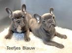 Franse bulldog pups Fawn / Bont / Merle / Blauw, Dieren en Toebehoren, 8 tot 15 weken, Meerdere, Meerdere dieren, Nederland