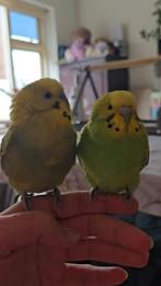 Tamme grasparkieten, Dieren en Toebehoren, Meerdere dieren, Parkiet, Tam