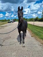 Knappe 3 jarige merrie van For Ferrero, Dieren en Toebehoren, Paarden, Merrie, Gechipt, Dressuurpaard, 3 tot 6 jaar