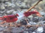 Garnalen, Dieren en Toebehoren, Vissen | Aquariumvissen, Kreeft, Krab of Garnaal