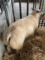 Texelaar stamboek ramlammeren, Dieren en Toebehoren, Mannelijk, Schaap