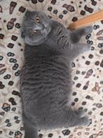 Schotse Vouwkat te Koop, Dieren en Toebehoren, Poes, Gechipt