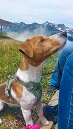 Jack russel, Jack Russell Terriër, Reu, Eén hond, 3 tot 5 jaar