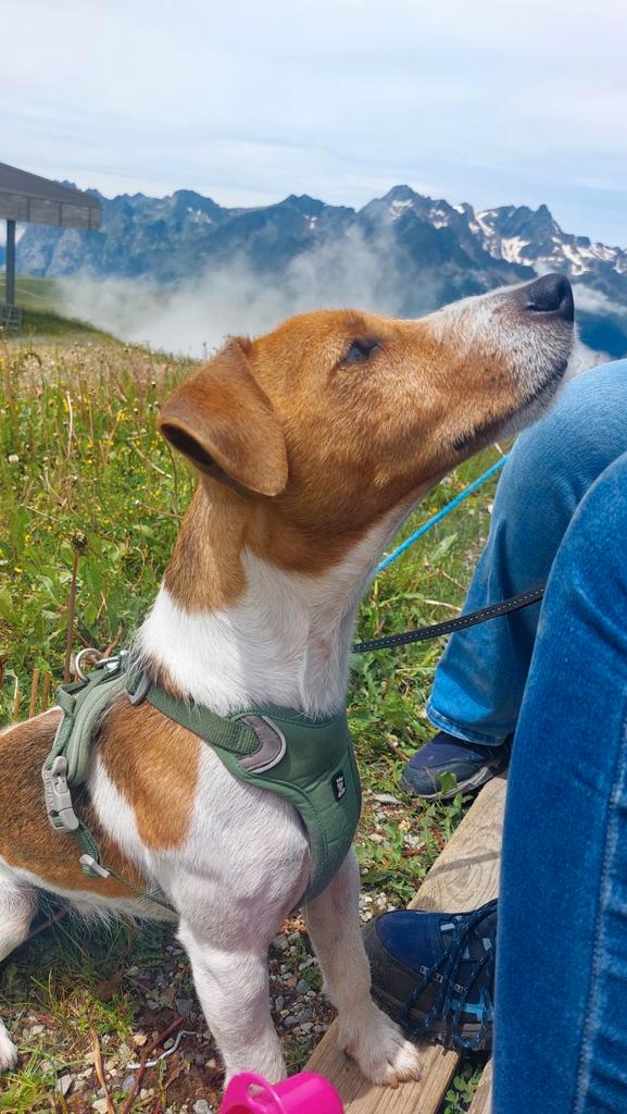 Jack russel, Dieren en Toebehoren, Honden | Jack Russells en Terriërs, Reu, Jack Russell Terriër, Particulier, Eén hond, Nederland
