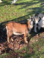 Dwerggeit bokje bruin schimmel cae en cl vrij, Dieren en Toebehoren, Mannelijk, Geit, 0 tot 2 jaar