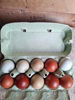 Broedeieren marans / easter eggers, Dieren en Toebehoren, Pluimvee, Geslacht onbekend, Kip