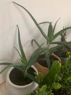 Vet planten ps €6, Huis en Inrichting, Kamerplanten, Ophalen, Halfschaduw, Minder dan 100 cm