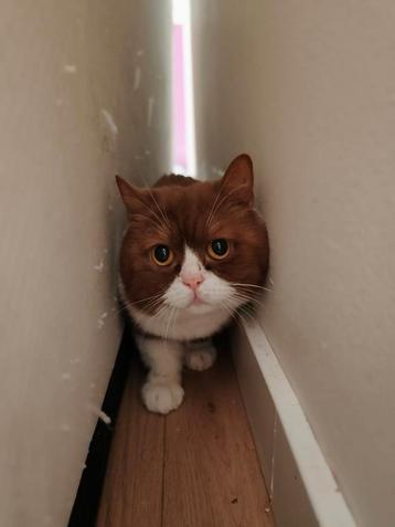 Lieve kat George zoekt een rustige, begripvolle thuis beschikbaar voor biedingen