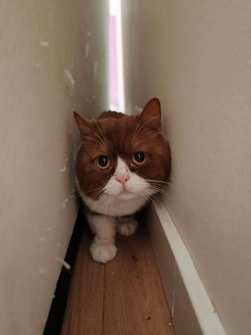 Lieve kat George zoekt een rustige, begripvolle thuis, Dieren en Toebehoren, Katten en Kittens | Raskatten | Korthaar, Kater