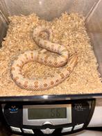 Albino arctic conda koppel, Dieren en Toebehoren, Reptielen en Amfibieën, Slang