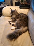 Langharige kat, Dieren en Toebehoren, Katten en Kittens | Overige Katten, Kater