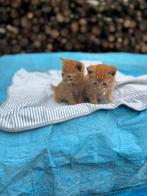 Lieve boerderij kittens te koop, Dieren en Toebehoren, Katten en Kittens | Raskatten | Korthaar, Meerdere dieren, Ontwormd