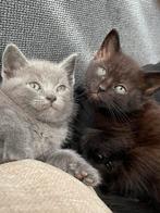 britse korthaar kittens, Dieren en Toebehoren, Katten en Kittens | Raskatten | Korthaar, Kater