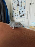 Jonge ratjes te koop, Dieren en Toebehoren, Knaagdieren, Augustus, Meerdere dieren, Rat