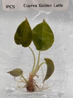 Alocasia Cuprea Latte Gold Aurea Variegata TC - Zeldzaam!, Huis en Inrichting, Kamerplanten, Overige soorten, In pot, Minder dan 100 cm