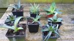 Verzameling kleine bijzondere Agaves, Vaste plant, Ophalen of Verzenden, Overige soorten, Bloeit niet