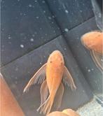 Gezocht super red longfins, Dieren en Toebehoren, Vis, Zoetwatervis, Schoolvis