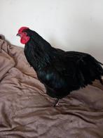 Lieve Ton; een jonge haan., Dieren en Toebehoren, Mannelijk, Kip