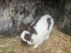 2  Lotharinger dwergkonijntjes (mannetjes), Dieren en Toebehoren, Konijnen, Mannelijk, Dwerg, 0 tot 2 jaar
