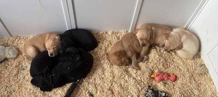 Labrador pups, Dieren en Toebehoren, Honden | Retrievers, Spaniëls en Waterhonden, Meerdere dieren, Labrador retriever, Particulier