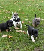 Jack russell pups, Dieren en Toebehoren, Rabiës (hondsdolheid), Jack Russell Terriër, 8 tot 15 weken, Meerdere