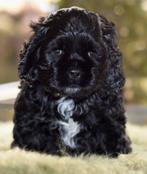 Amerikaanse Cockerspaniel puppen, Dieren en Toebehoren, Honden | Chihuahua's en Gezelschapshonden, Overige rassen, CDV (hondenziekte)