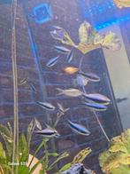 Keizertetra te koop 20 stuks, Dieren en Toebehoren, Vis, Zoetwatervis, Schoolvis